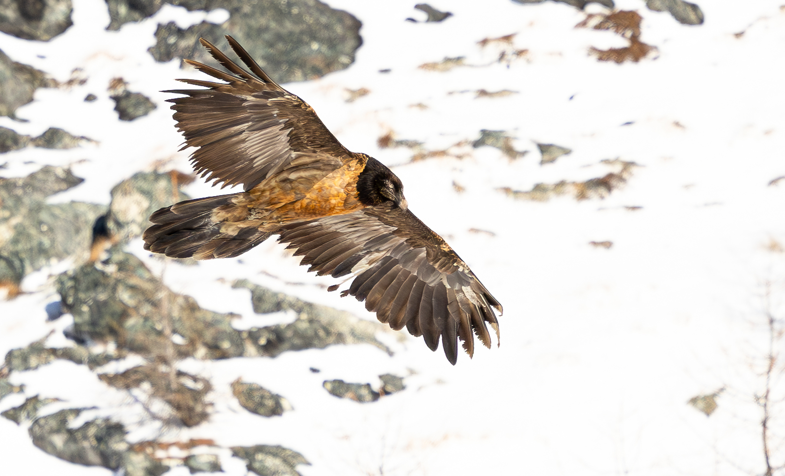 Bartgeier Recka flog schon im November 2024 im Nationalpark Berchtesgaden © Christoph Dietmaier