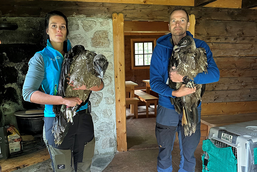 Bartgeier Jungvögel Generl mit Magdalena Deelmann und Luisa mit Toni Wegscheider - © NPV BGD