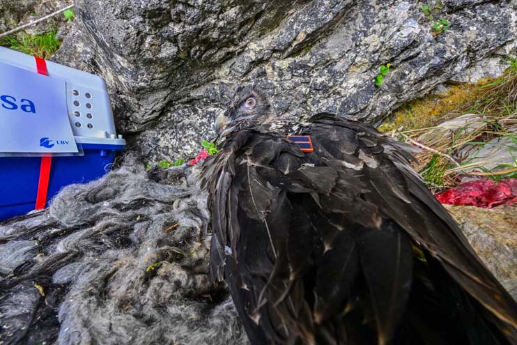 Luisa ist in der Auswilderungsnische angekommen - © Hansruedi Weyrich (weyrichfoto.ch)