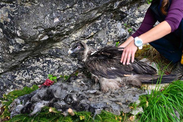 Generl ist in der Auswilderungsnische angekommen - © Hansruedi Weyrich (weyrichfoto.ch)