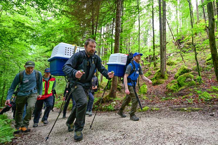 Aufstieg über den Halsalmweg in Richtung Auswilderungsnische
 - © Hansruedi Weyrich (weyrichfoto.ch)