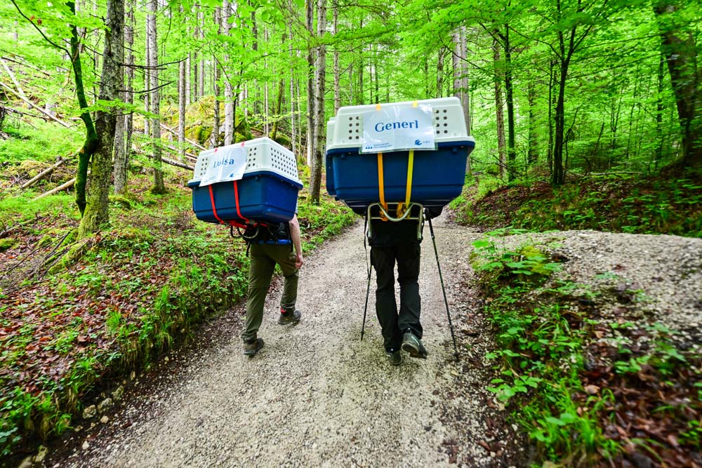 Aufstieg über den Halsalmweg in Richtung Auswilderungsnische
 - © Hansruedi Weyrich (weyrichfoto.ch)