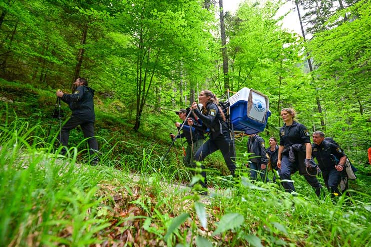 Aufstieg über den Halsalmweg in Richtung Auswilderungsnische
 - © Hansruedi Weyrich (weyrichfoto.ch)