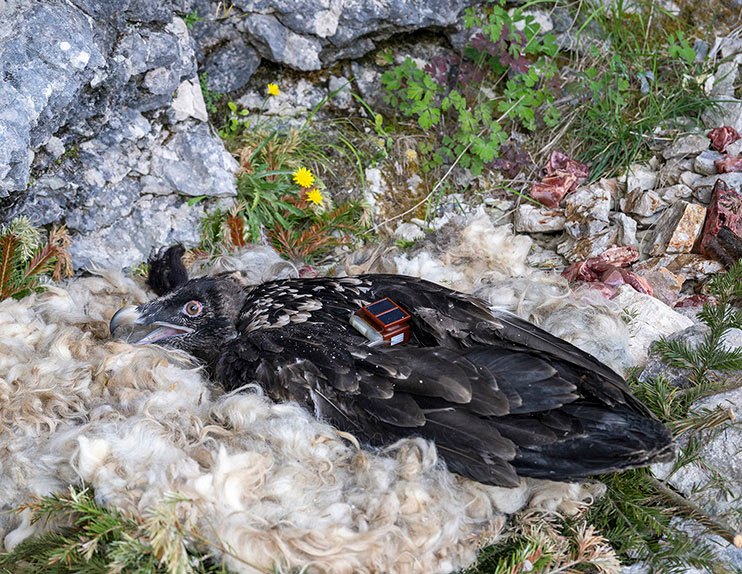 Alosa mit Rucksacksender in der Auswilderungsnische.
 - © Hansruedi Weyrich (weyrichfoto.ch)