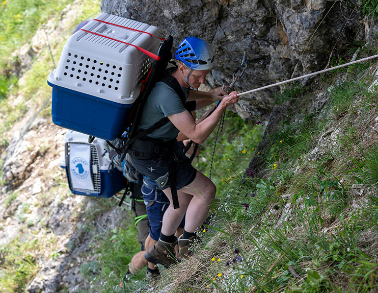 Die letzten Meter in die Nische übernehmen die erfahrenen Nationalpark-Berufsjäger.
 - © Hansruedi Weyrich (weyrichfoto.ch)