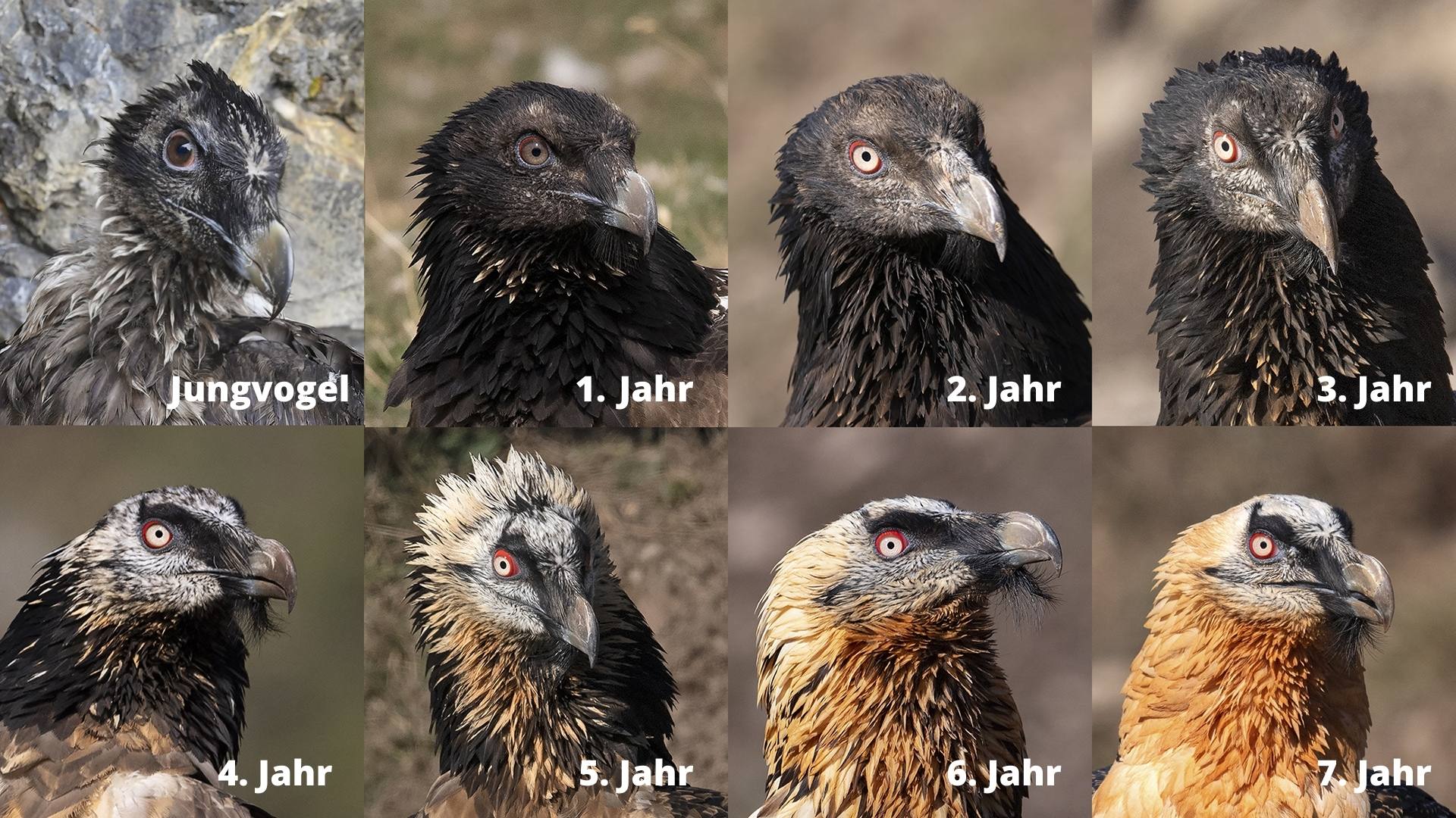 Bartgeier-Federkleid-Wechsel - © Hansruedi Weyrich