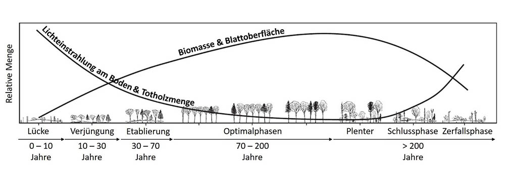 Veränderung von Resourcenverfügbarkeit entlang der natürlichen Waldentwicklung. Anzumerken ist, dass die Zerfallsphase aufgrund von Störungen auch früher eintreten kann. Grafik verändert nach Hilmers et al. (2018) Biodiversity along temperate forest succession.