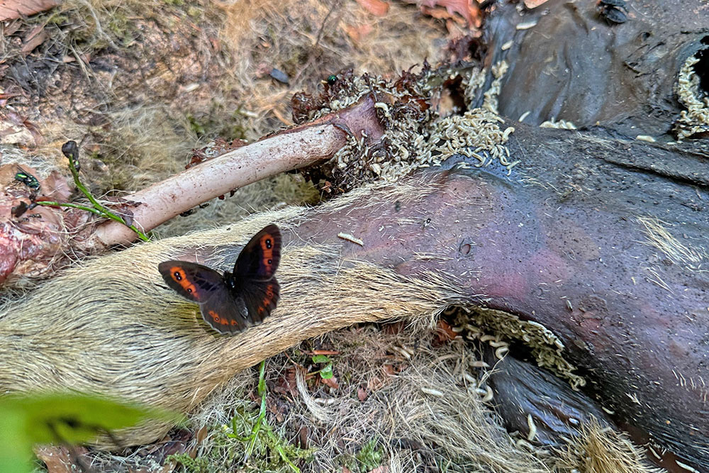 Tiere auf Kadaver