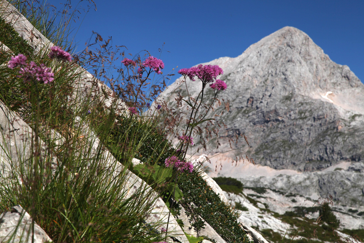 Alpenblumen